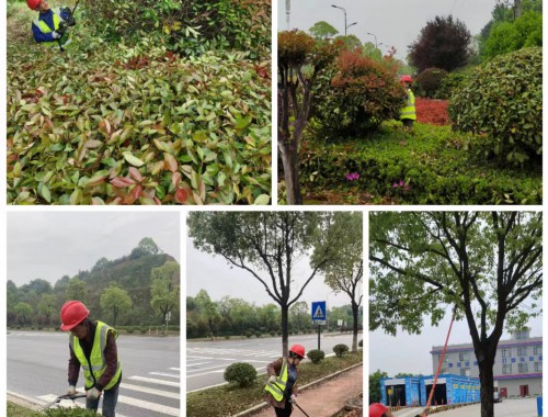 博鱼中国官网：崇州附近绿化苗木市场在哪里啊