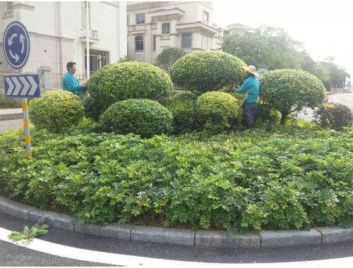 博鱼boyu体育官方平台：临沧绿化花卉苗木批发市场